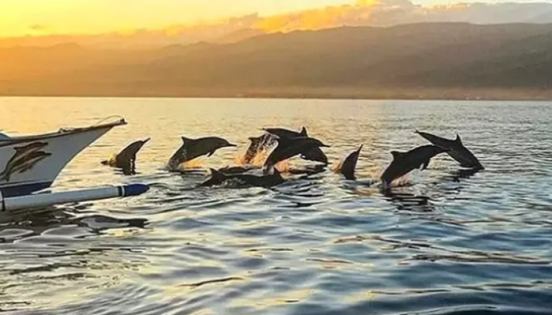 Kawasan Wisata Lovina: Ikon Pariwisata Bahari Bali Utara yang Tenang dan Berkelas
